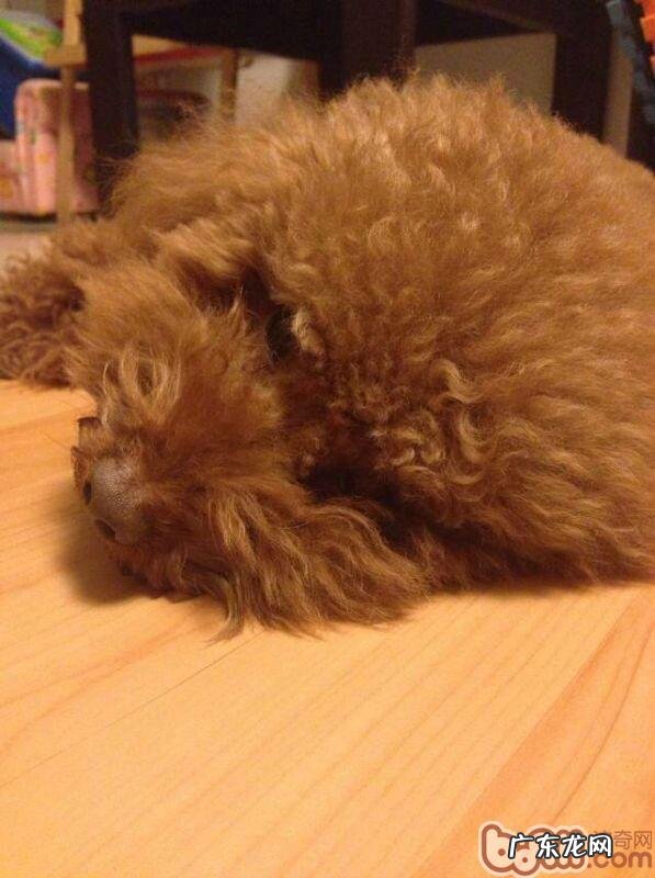 怎样照料老年人犬