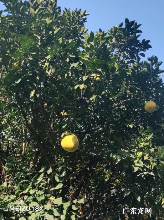 玩了两天魅族18X的 “禅”,我吐槽吐了三天……