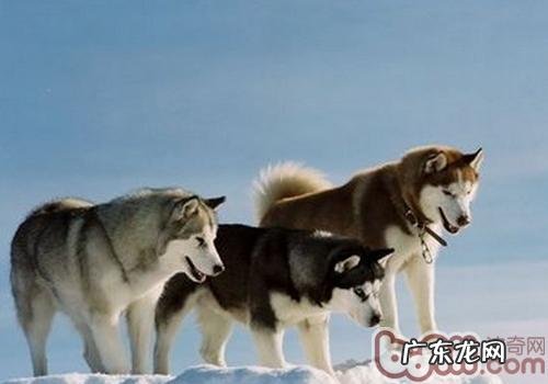 金毛为什么不可以常冼澡