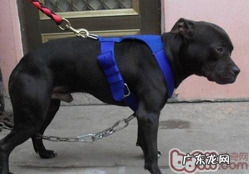 小狗肩臂含有何功效