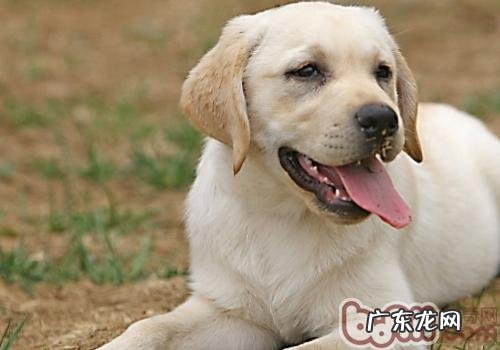 为何小狗喜爱依靠主人家入睡