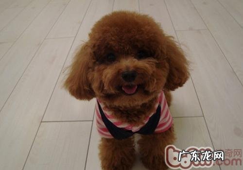 小狗腿腿抽筋的原因