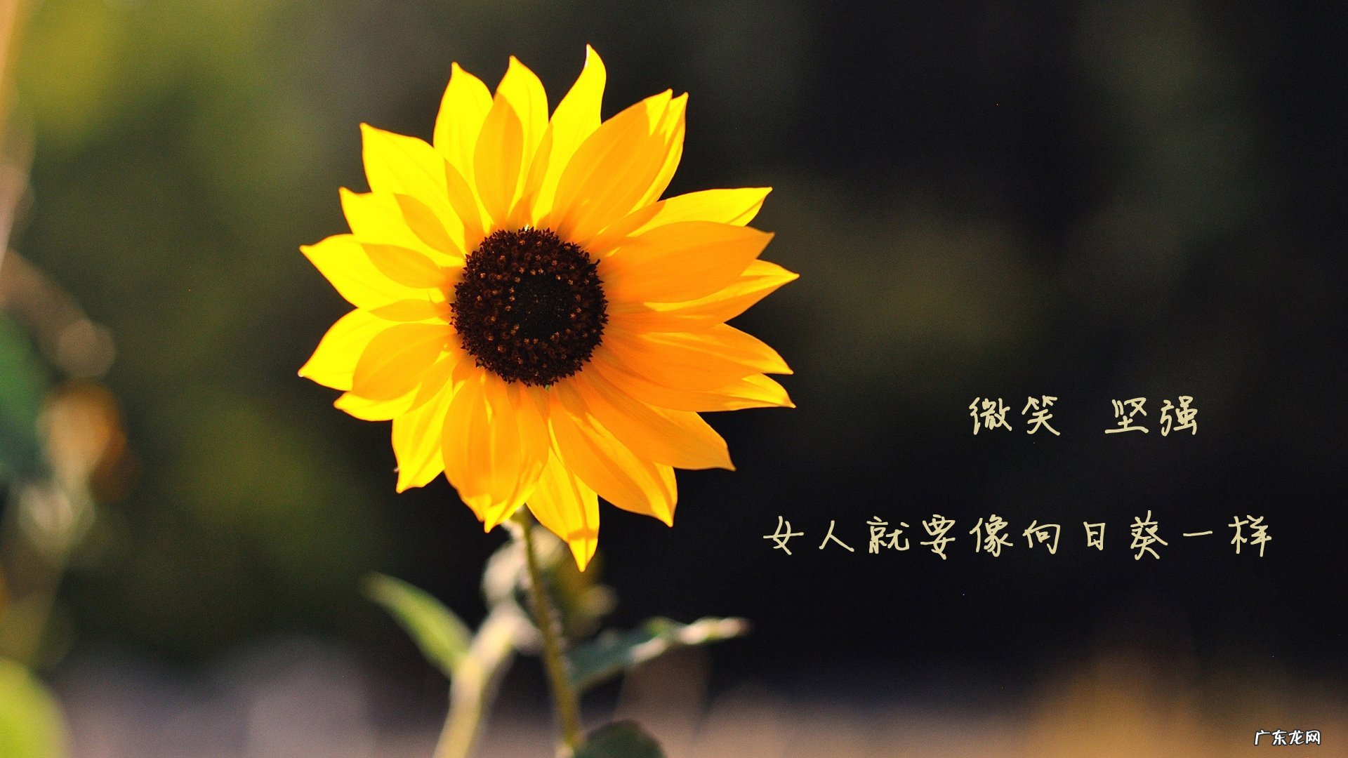 一天三餐中，我拿晚餐用水果代替，这样会是一种很好的减肥吗