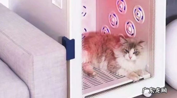 “铲屎官”立功，宠物家电赛道要成为新黑马