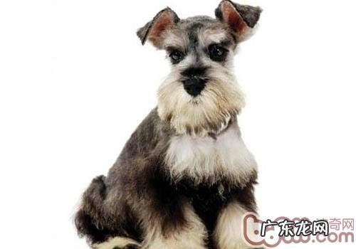 造成 小狗有攻击能力的缘故