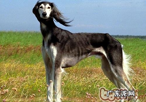 如何知道小狗发火