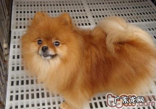 小狗身上有静电该怎么办