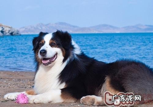 小狗怎么会打喷涕