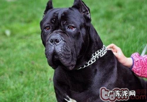 怎样向小狗表明友善