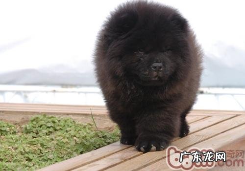 夏季带小狗交通出行要注意什么