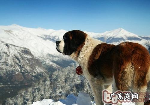 狗狗流口水的缘故有什么