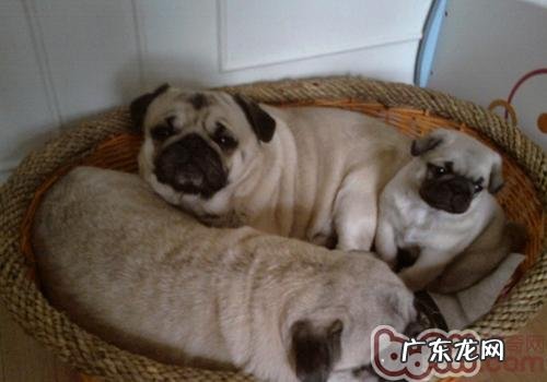 造成小狗过敏的要素有什么