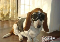 狗能不能吃海产品