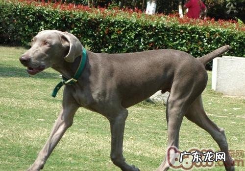 怎样维护小狗的人体骨骼