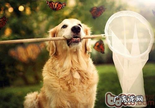 小狗被毛的功效有什么