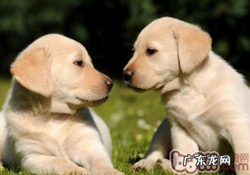 小狗咬大骨的益处