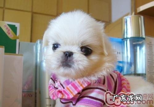 怎样缓解小狗智商减低