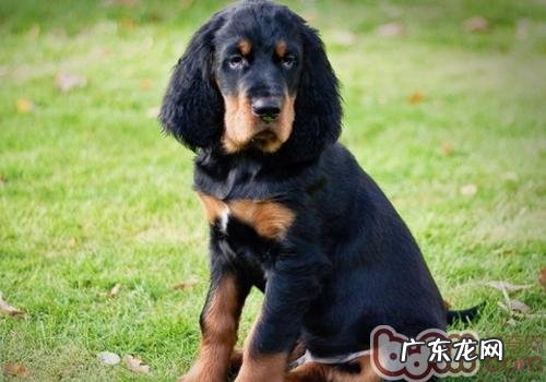 小狗得忧郁症的缘故