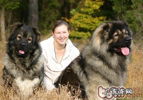 阻拦高加索犬扑人