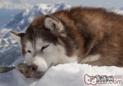 阿拉斯加犬雪橇犬消化不好