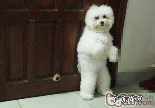 小狗肛门流血该怎么办