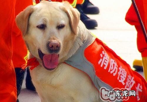 什么小狗适合做搜救犬