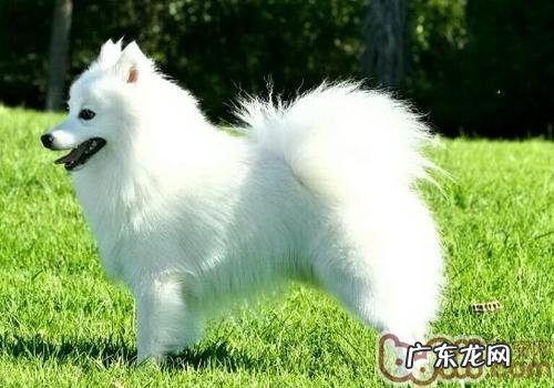 文化教育小狗要自小学起