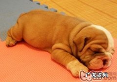 小狗为什么喜欢刨地