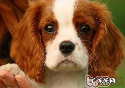 小狗能吃蛋糕吗