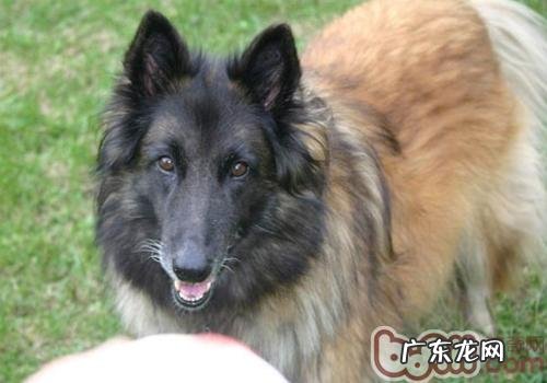 得病的小狗能接种疫苗吗