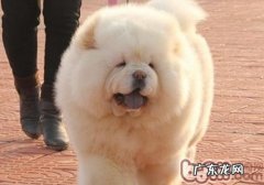 小狗不肯外出的缘故