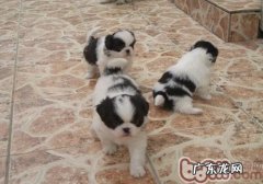 为何小狗会互闻另一方的性器官