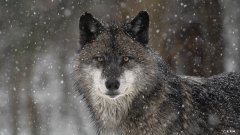 两根香蕉加一个梨的热量？