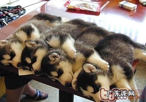 金毛冼澡的常见问题