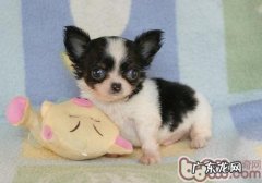 吉娃娃狗掉毛该怎么办