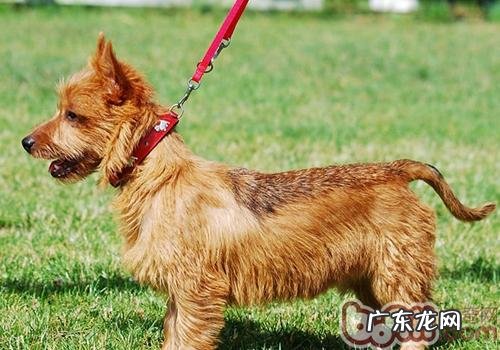 狗缺钙吃什么好