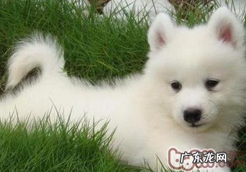 萨摩耶狗怀孕症状