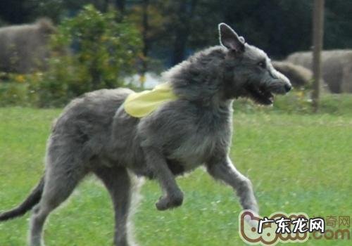 对小狗危害的花草植物有什么