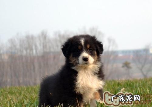 如何预防小狗中署