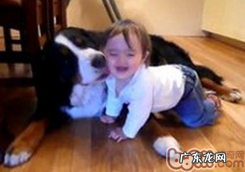 需不需要阻拦狗狗舔我们的脸