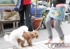 小狗的爬跨个人行为表达的意思