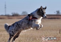 工作犬做的事有什么