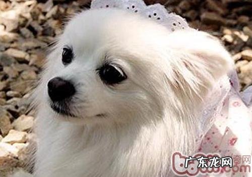 小狗普遍的本能反应有什么