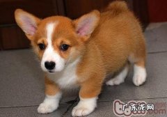 选择柯基时的常见问题