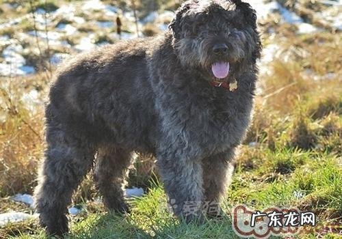 如何维持小狗身心健康