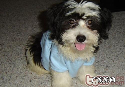 令小狗反感的个人行为有什么