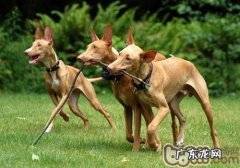 如何纠正小狗挑食的不良习惯