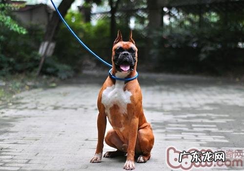 造成小狗排便臭的缘故有什么