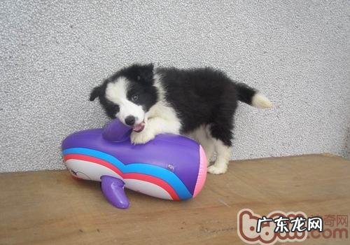 如何清理小狗爆出的被毛