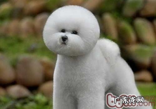 怎样为小狗选择食材